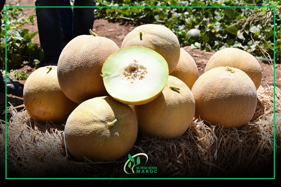 Hi Tech seeds Maroc a organisé avec succès un événement sur le terrain ...